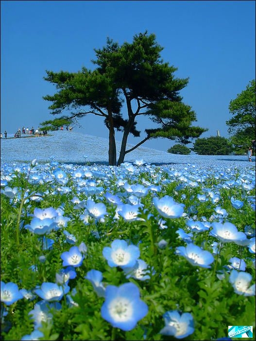 Красивый японский национальный парк Хитачи (13 фото)