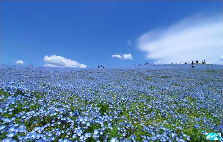 Красивый японский национальный парк Хитачи (13 фото)