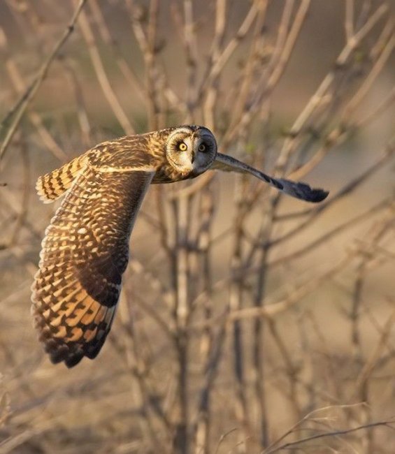 ���������� �������� ���������� (60 ����)