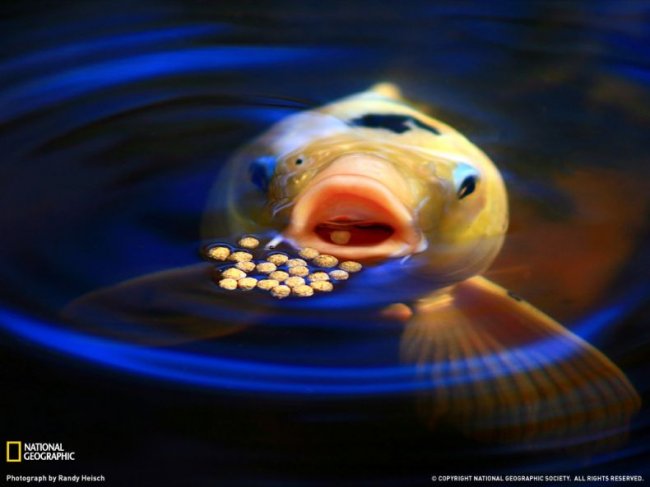   National Geographic   (32 )