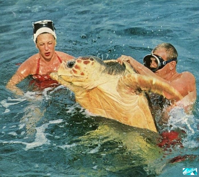   (60 )