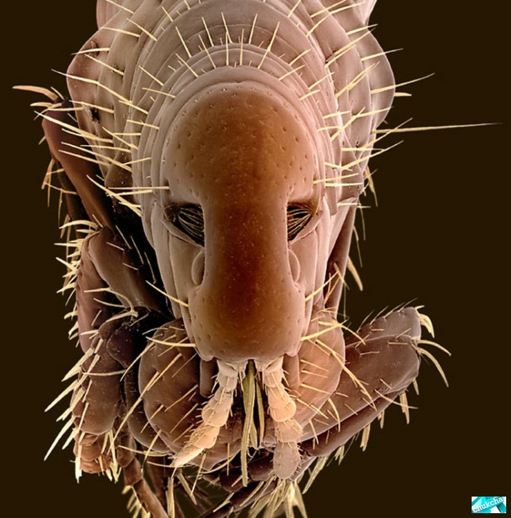 ����������� ��������� (12 ����)