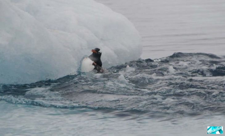 �������� �� ������� (12 ����)