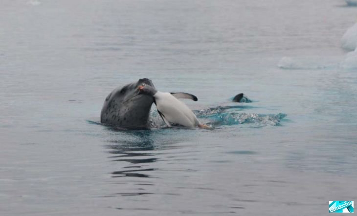 �������� �� ������� (12 ����)