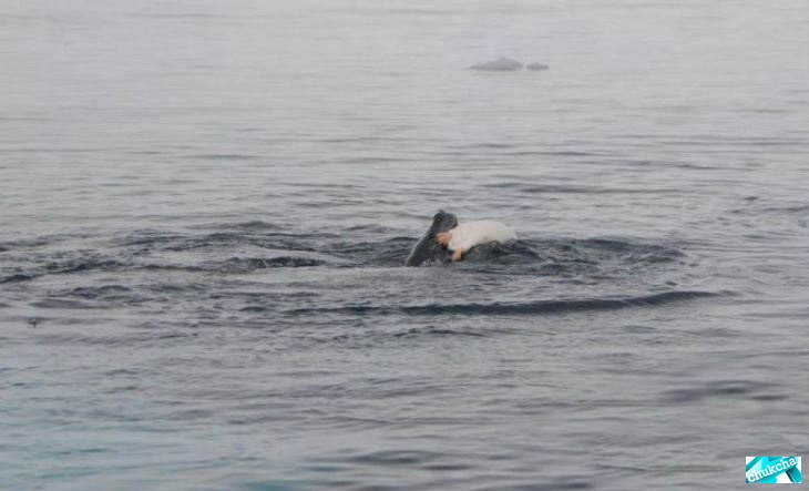 �������� �� ������� (12 ����)