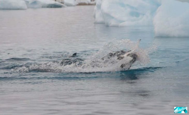 �������� �� ������� (12 ����)