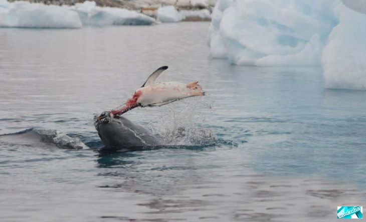 �������� �� ������� (12 ����)