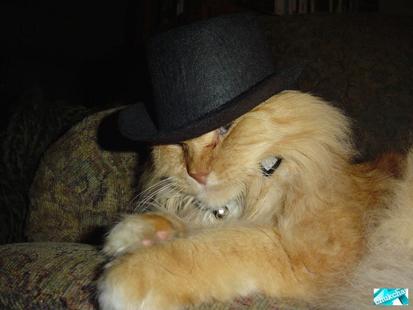 Коты в шляпах (23 фото)