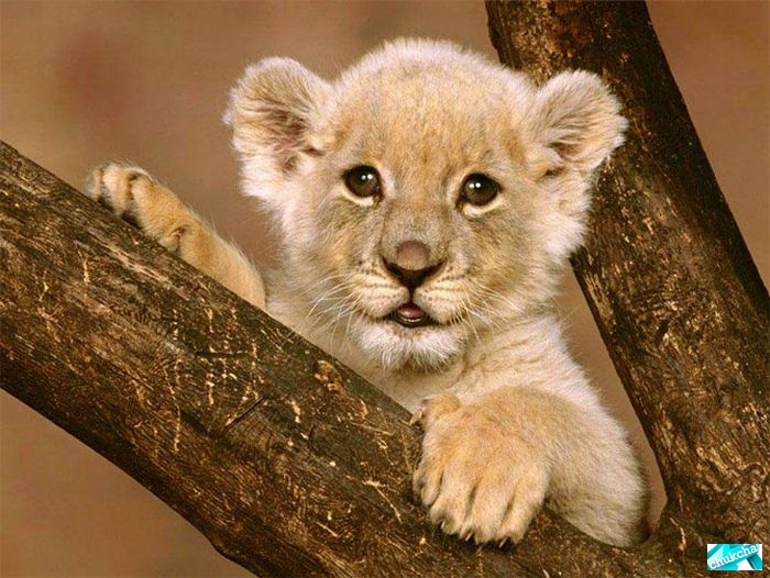 ��������� �������� (20 ����)