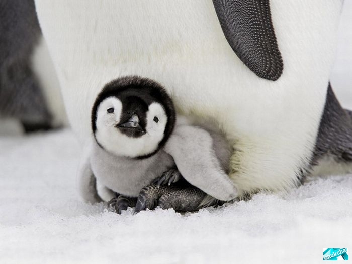 ��������� �������� (20 ����)