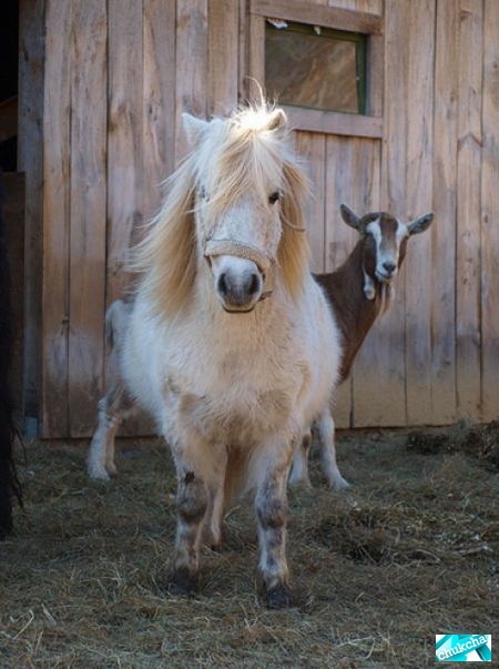 ������� ����� (17 ����)