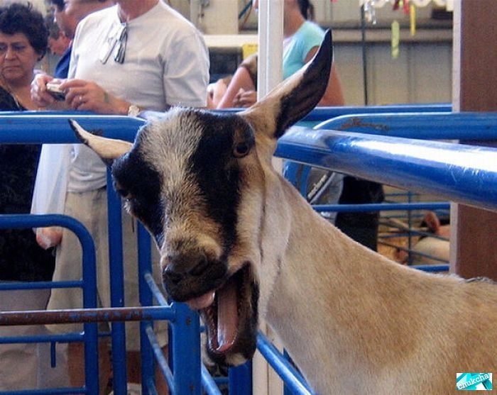 ������� ����� (17 ����)