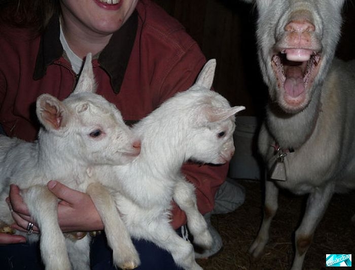 ������� ����� (17 ����)