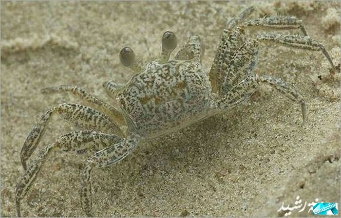 ������� ���������� (28 ����)