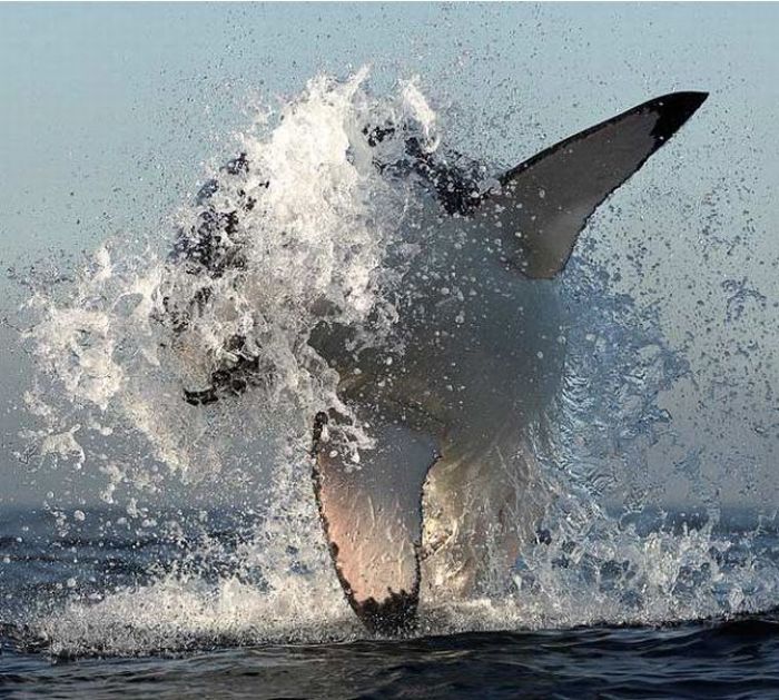 Охота белых акул (9 фото)