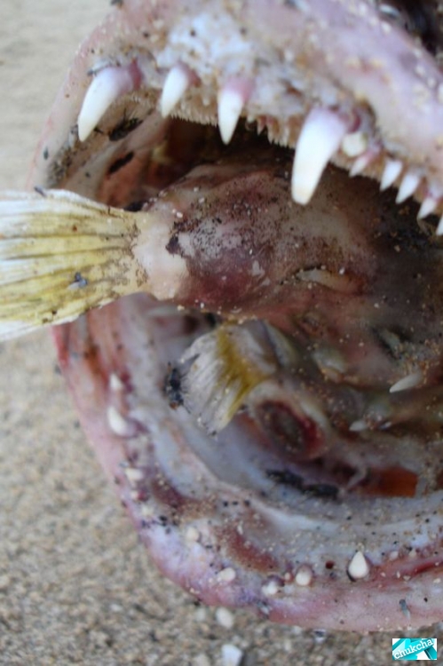 �������� ���� �������� ������� ���� (8 ����)