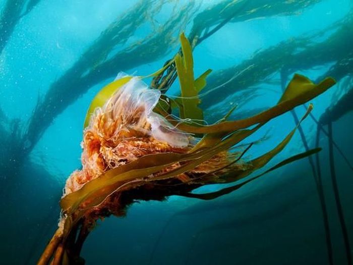  National Geographic   (26 )