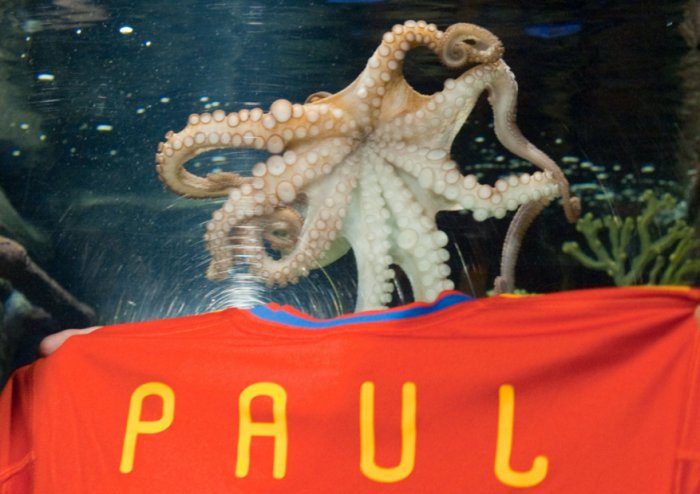 Трагедия в мире футбола - умер осьминог Пауль (8 фото)