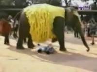 Видео прикол: Казус со слоном на глазах у публики.