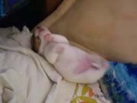 Видео про животных. Прикольно щенок спит.