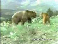 В мире животных. Медведь против кошки.