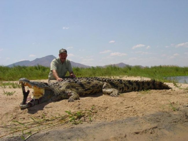 ЖЕСТЬ ДНЯ! Кого нашли в животе крокодила (6 фото)