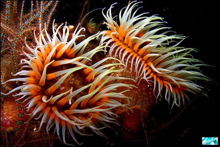 Невероятно красивые подводные фотографии (40 фото)